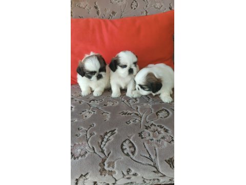Sağlıklı Shih Tzu Yavrular