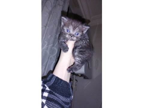 45 Günlük Dişi Ve Erkek Kediler Mevcut