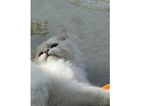 British Longhair Yavru Safkan