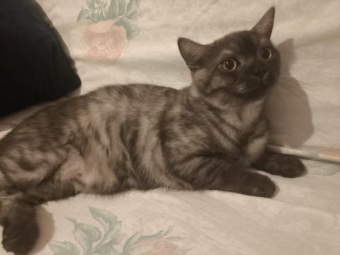 Evimde İki Tane Kedim Var Kediler Anlaşamadığından Dolayı Sahiplendirmek İstiyorum