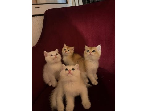 British Golden-Silver Asil Soylu British Shorthair Yavrular