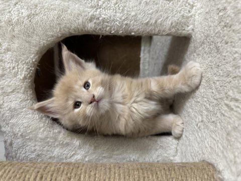 Türkiye'nin Rakipsiz Babasından Maine Coon Yavrular