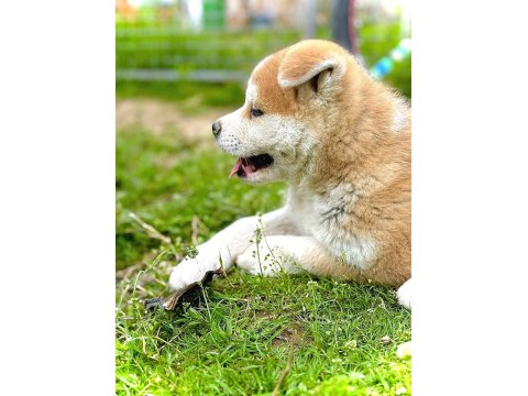 Muhteşem Safkan Japon Akita İnu Yavrular
