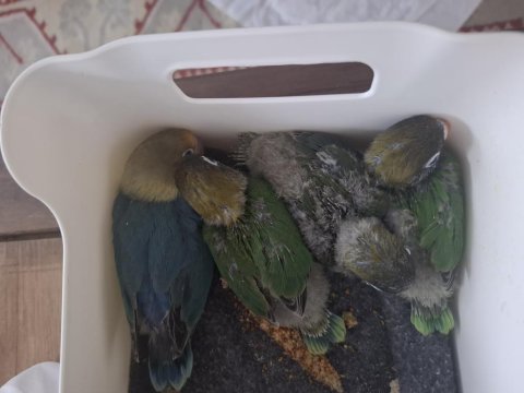 El Besleme Bebek Papağanlar
