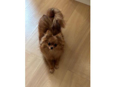 Uzun Tüylü Chihuahua