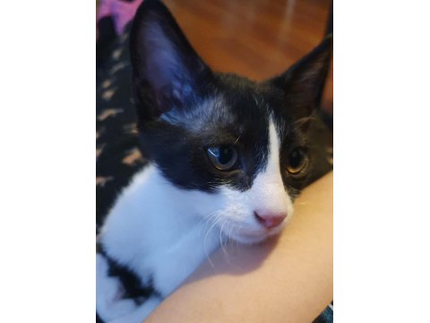 Ücretsiz Erkek Smokin Kedimiz 4 Aylık