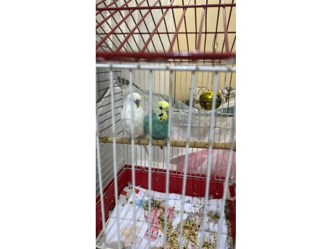 Çift Muhabbet Kuşumuz