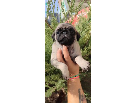 Basık Çocuk Pug