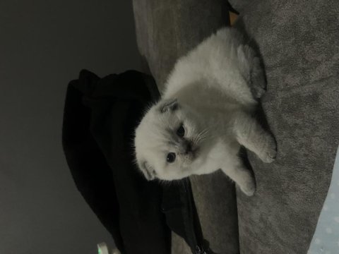 35 Günlük Kar Beyazı Scottish Fold Yavrularımız