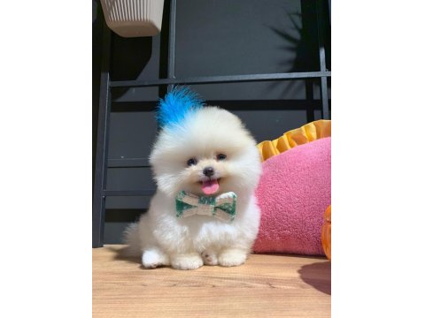 Ayı Surat Pomeranian Boo Yavrularımız