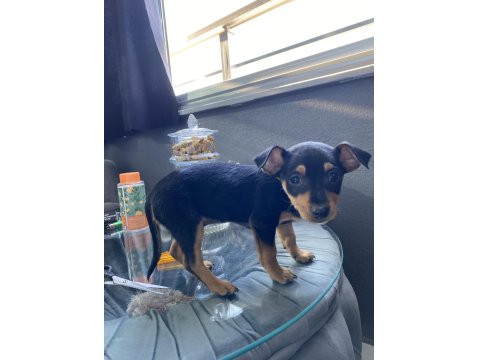 Erkek Minyatür Pinscher 2 Aylık