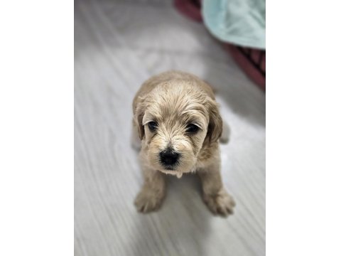 Rezerveye Açık Maltipoo Yavrularımız