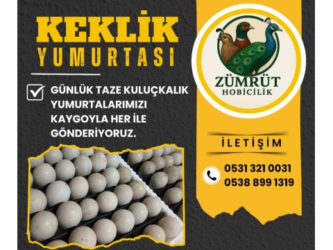 Keklik Yumurtası