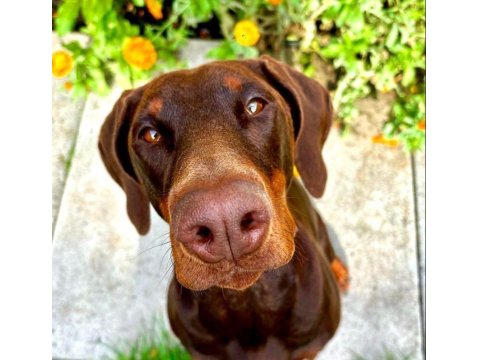 Efsane Doberman Köpeği Bebekler