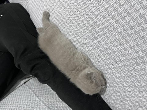 1.5 Aylık Dişi Yavru Scottish Fold