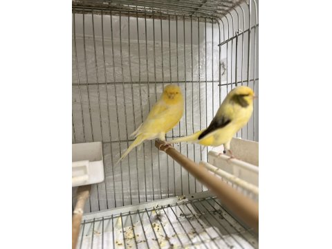 Erkek Yorkshire Kanarya