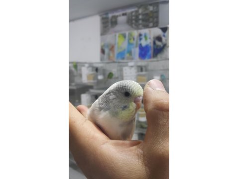 Alıştırmalık Konuşturmalık Muhabbet Kuşu Yavrular