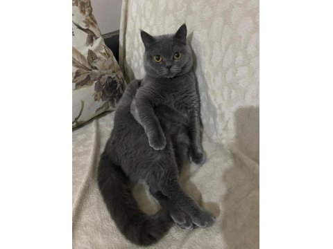 Çok Sevecen British Shorthair Uysal Ev Kedisi