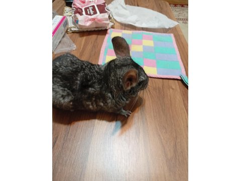 Elimde 1 Adet Yavru Chinchilla Var