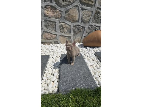 Yeşil Göz İzabella Erkek French Bulldog