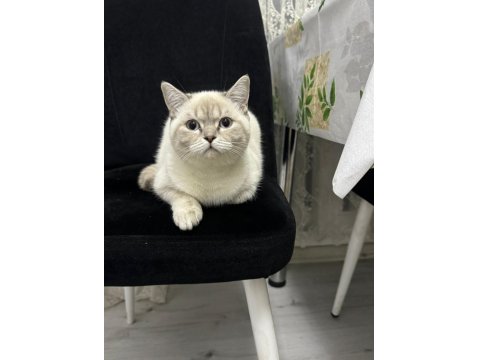 Ücretsiz British Kedimiz