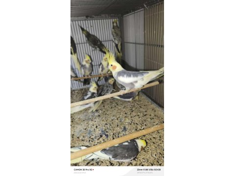 Sultan Papağanımız