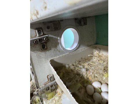 2 Takım Garantili Damızlık Sevda Papağanı