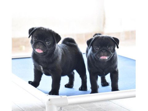 Pug Cinsi Yavrularımız