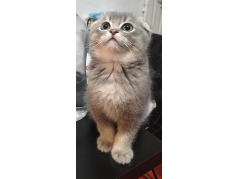 İkiz British Shorthair Kızlarım