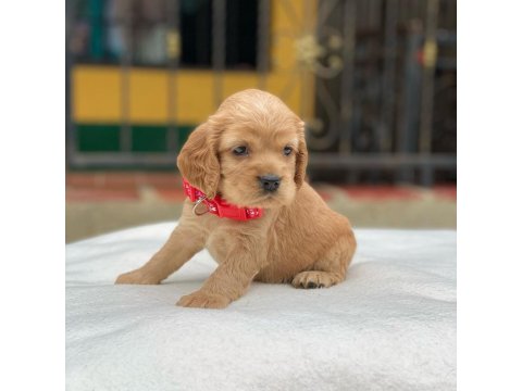 Sevimli Cocker Köpeği Yavruları