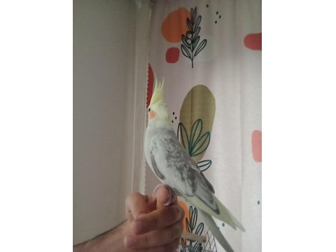 Dişi Sultan Papağanı 4 Aylık