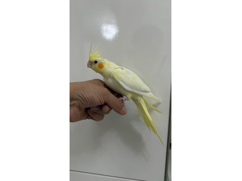 Sultan Papağanlarımız Sahiplendirilecek