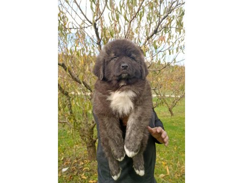 Kafkas Çoban Köpeği Yavruları