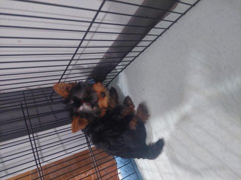Saf Kan Orjinal Yorkshire Terrier Yavrular