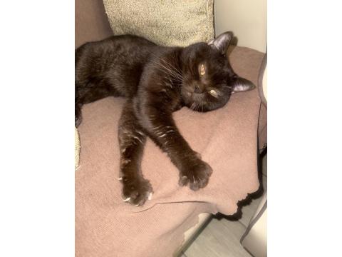 Sevecen Ve Uysal Can Kedilere Sıcak Yuva