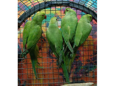 Kapalı Bilezik Pakistan Papağanları