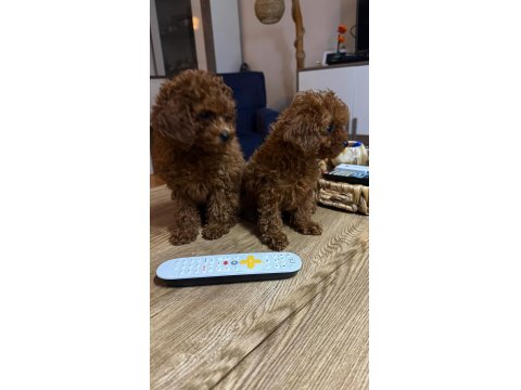 2 Aylık Kore Poodle Yavrularımız