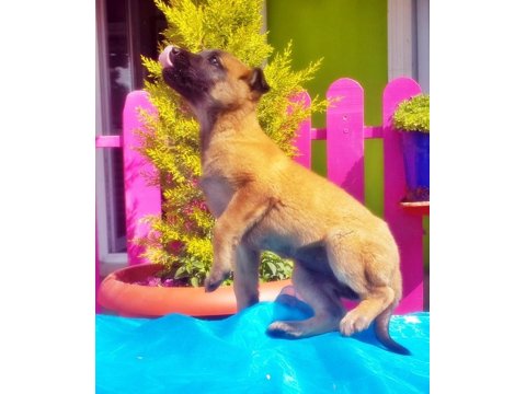 Belçika Kurdu Yavru