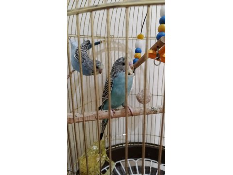 Jumbo Kırığı 2 Aylık Yavru Muhabbet Kuşu