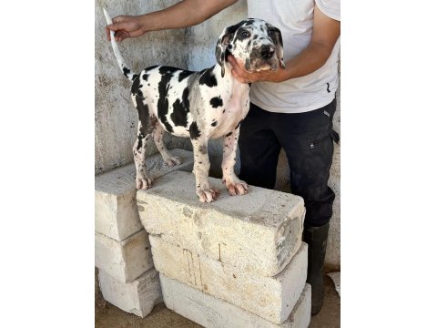 Üst Düzey Danua Yavruları