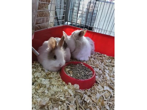 Türkiye'nin Her İline Gönderim Yavru Tavşanlar