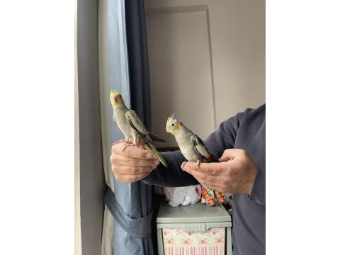 El Besleme Sultan Papağanı Yavruları