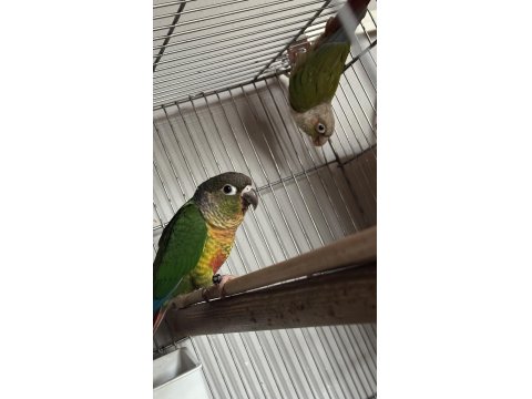 Yeni Eşleme Konur Papağanı Takım