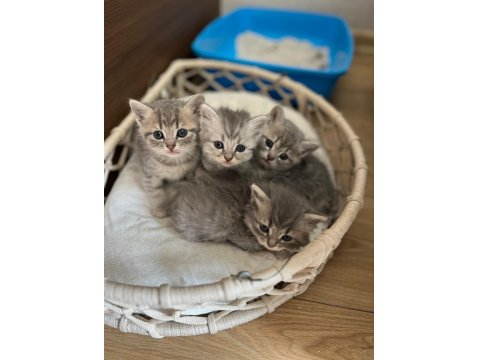 5 British Yavru British Shorthair Kedimiz Yeni Yuvaya Hazır
