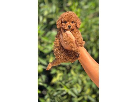 Erkek Ve Dişi Toy Poodle Yavrular