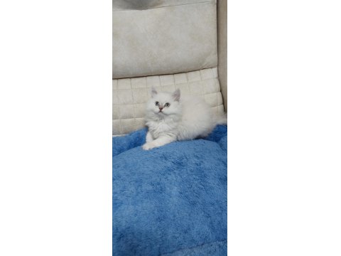 Yakışıklı Oyuncu British Longhair Oğlum