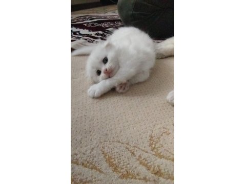 Meksikalı Kedimiz Pablo