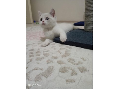 Erkek Oyuncu Kedimiz