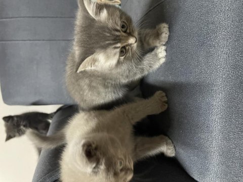 2 Aylık British Shorthair Kedilerimiz Yuva Arıyor