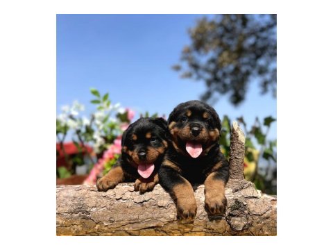 Koca Kafa Rottweiler Yavrular